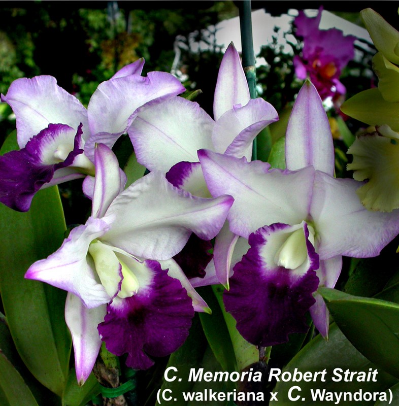 C. Mem. Robert Straight 'Blue Hawaii' 2"